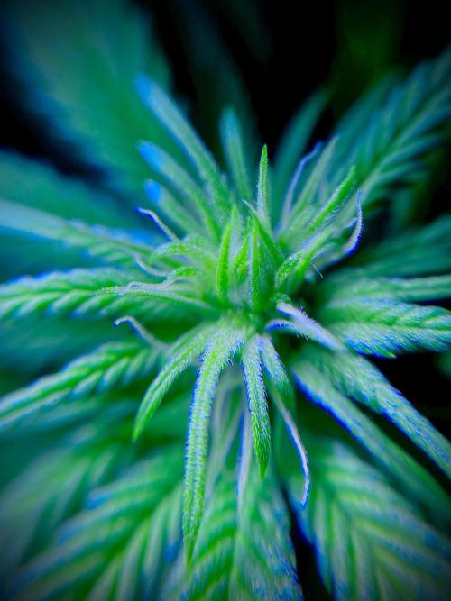 C R I T I C A L. Week 9 - Day 62