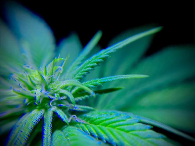 C R I T I C A L. Week 9 - Day 62