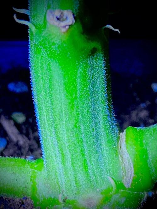 C R I T I C A L. Week 9 - Day 62