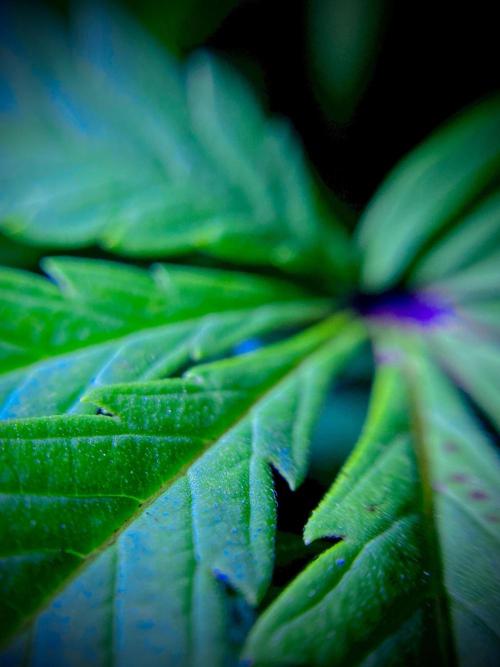 C R I T I C A L. Week 9 - Day 62