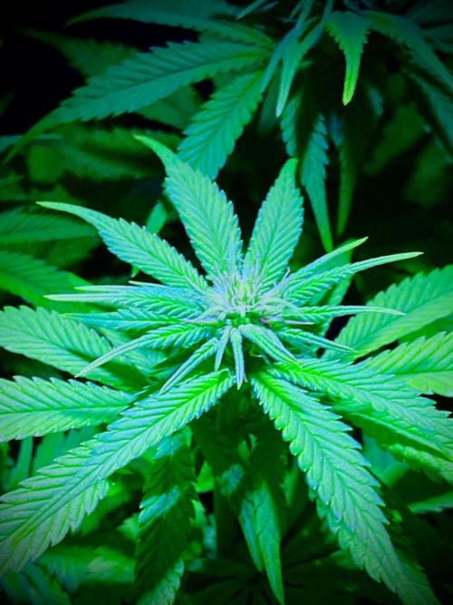 C R I T I C A L. Week 9 - Day 62