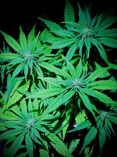 C R I T I C A L. Week 9 - Day 62