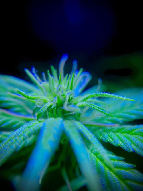 C R I T I C A L. Week 9 - Day 62