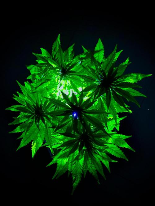 C R I T I C A L. Week 9 - Day 62