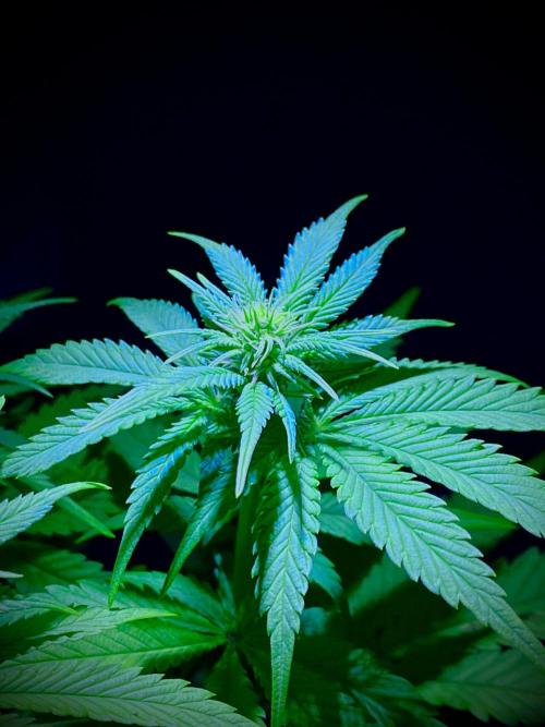 C R I T I C A L. Week 9 - Day 62