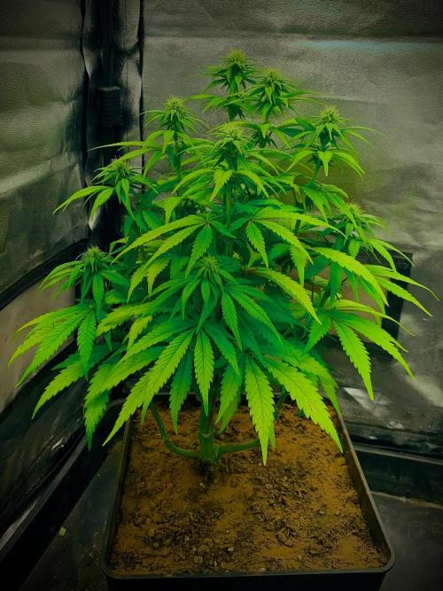 C R I T I C A L. Week 10 - Day 69