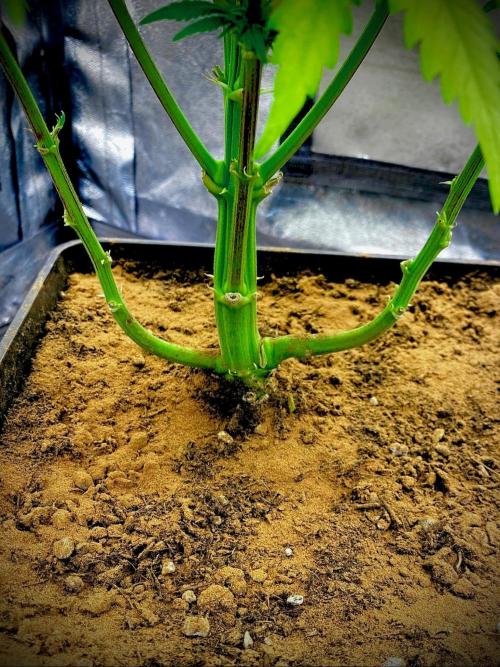 C R I T I C A L. Week 10 - Day 69