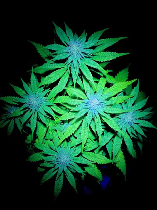 C R I T I C A L. Week 10 - Day 69