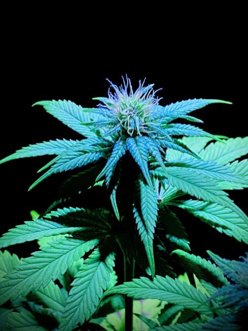 C R I T I C A L. Week 10 - Day 69