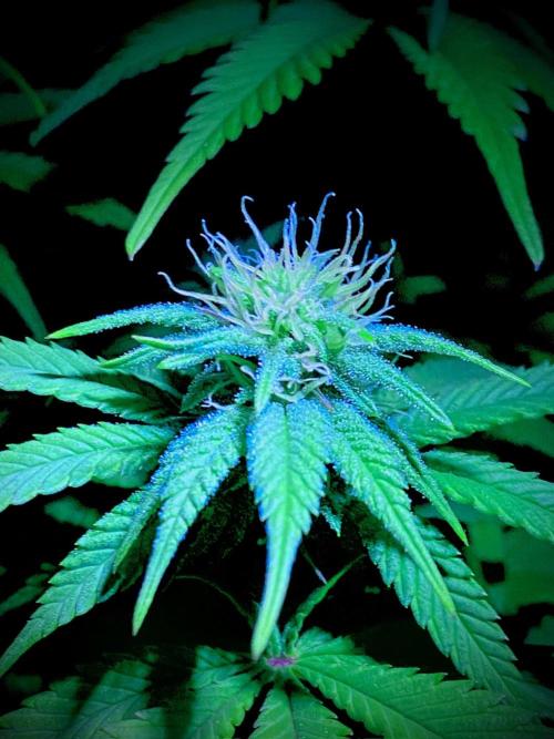 C R I T I C A L. Week 10 - Day 69