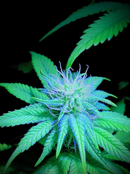 C R I T I C A L. Week 10 - Day 69