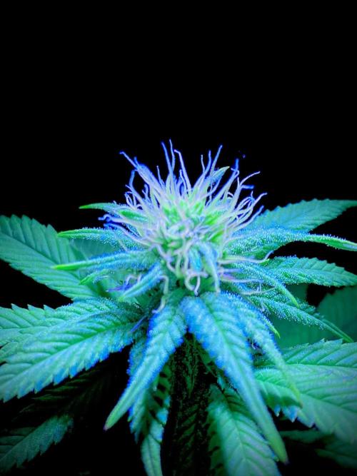 C R I T I C A L. Week 10 - Day 69