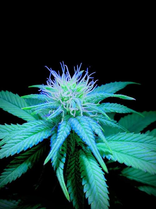 C R I T I C A L. Week 10 - Day 69