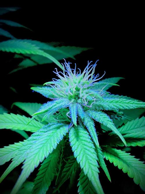 C R I T I C A L. Week 10 - Day 69