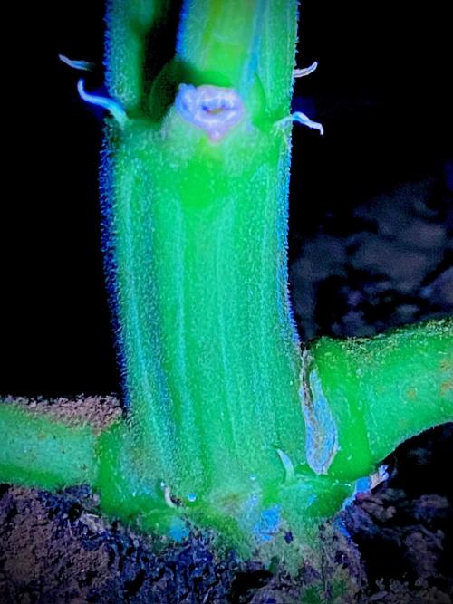 C R I T I C A L. Week 10 - Day 69