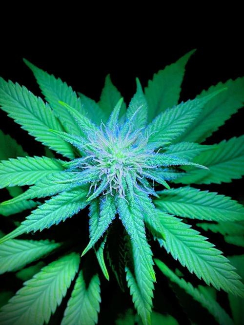 C R I T I C A L. Week 10 - Day 69