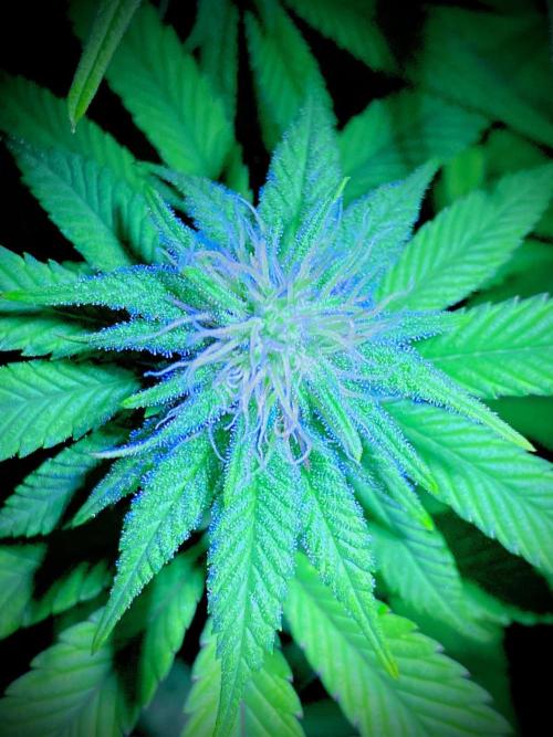 C R I T I C A L. Week 10 - Day 69