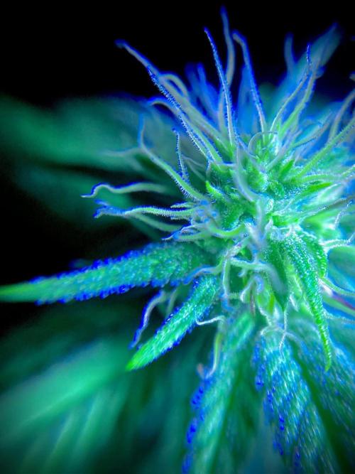 C R I T I C A L. Week 10 - Day 69