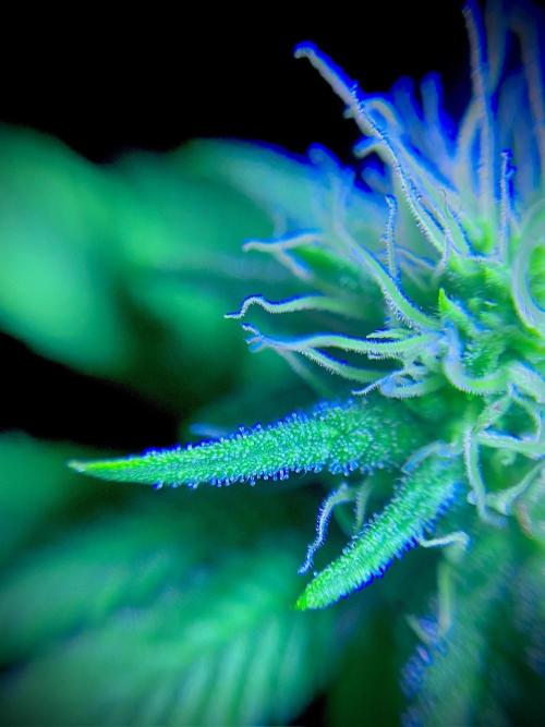 C R I T I C A L. Week 10 - Day 69