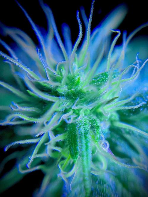 C R I T I C A L. Week 10 - Day 69