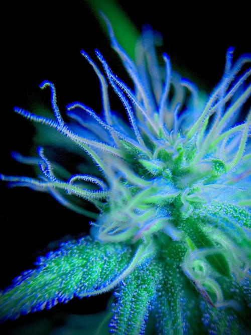 C R I T I C A L. Week 10 - Day 69