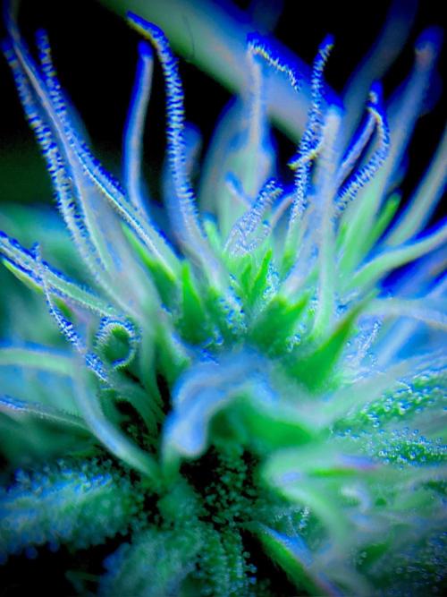 C R I T I C A L. Week 10 - Day 69