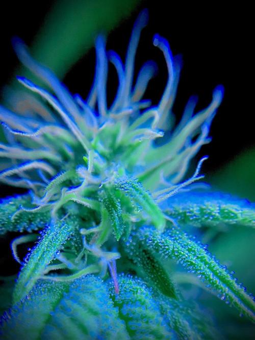 C R I T I C A L. Week 10 - Day 69