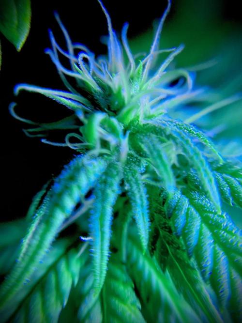 C R I T I C A L. Week 10 - Day 69