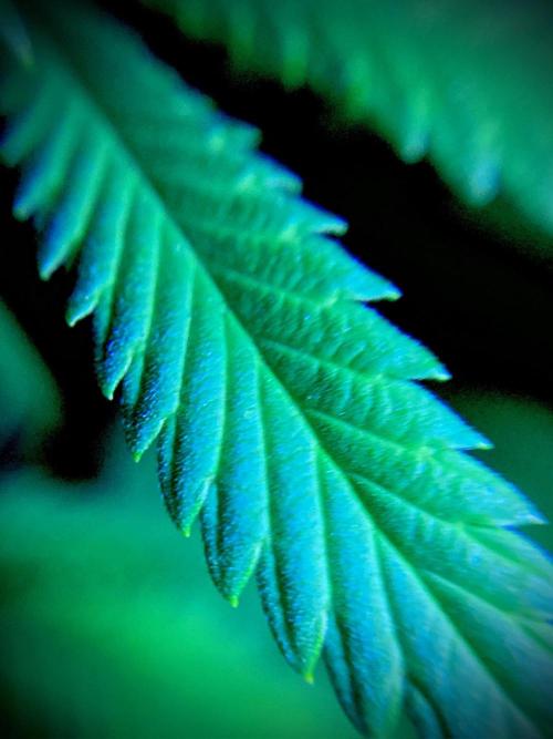 C R I T I C A L. Week 10 - Day 69