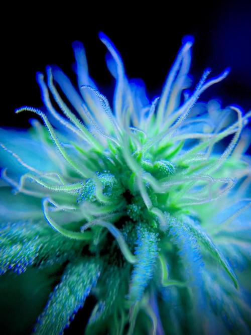 C R I T I C A L. Week 10 - Day 69