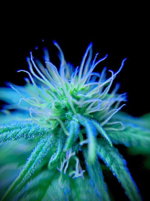 C R I T I C A L. Week 10 - Day 69