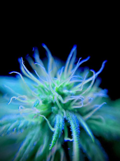 C R I T I C A L. Week 10 - Day 69