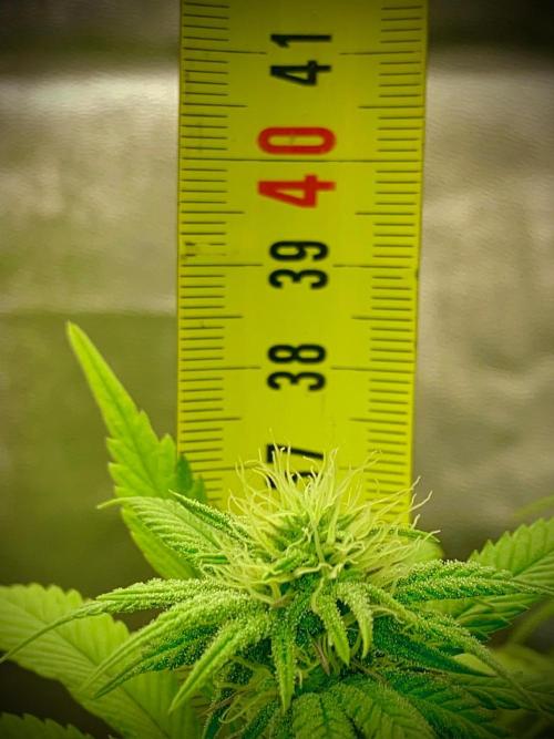 C R I T I C A L. Week 10 - Day 69