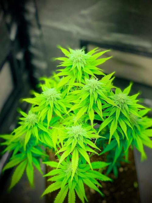 C R I T I C A L. Week 11 - Day 76