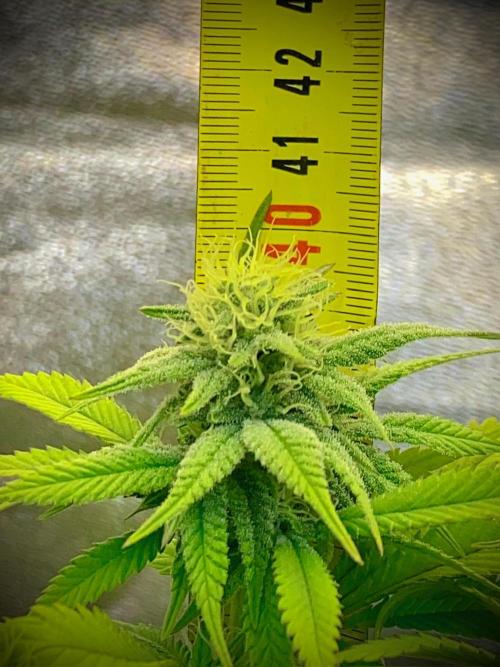 C R I T I C A L. Week 11 - Day 76