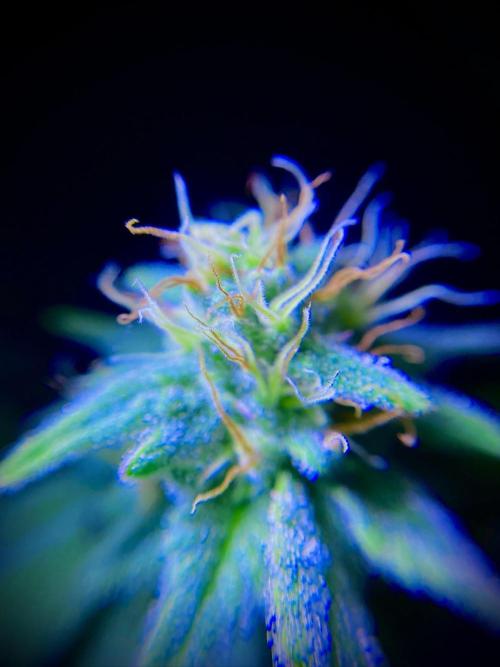 C R I T I C A L. Week 12 - Day 83