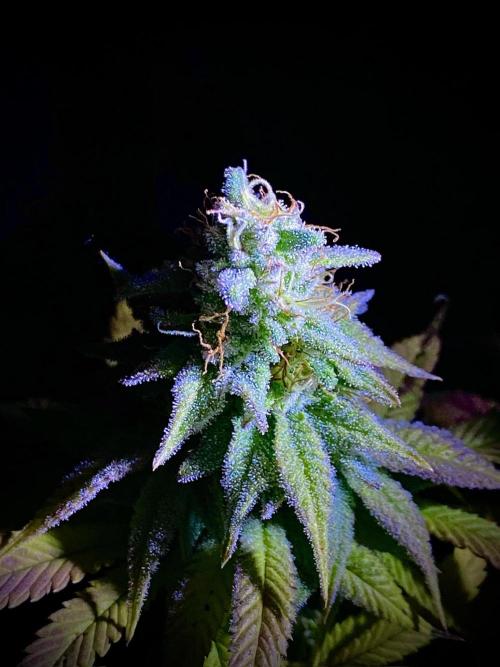 C R I T I C A L. Week 14 - Day 97