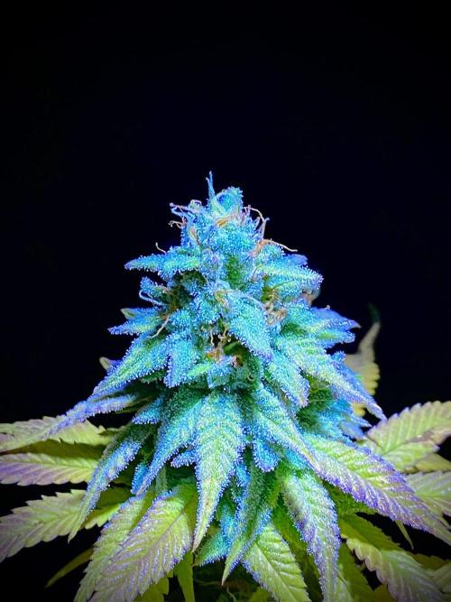 C R I T I C A L. Week 14 - Day 97