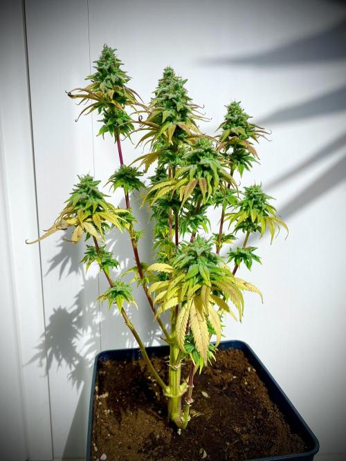 C R I T I C A L. Week 15 - Day 104