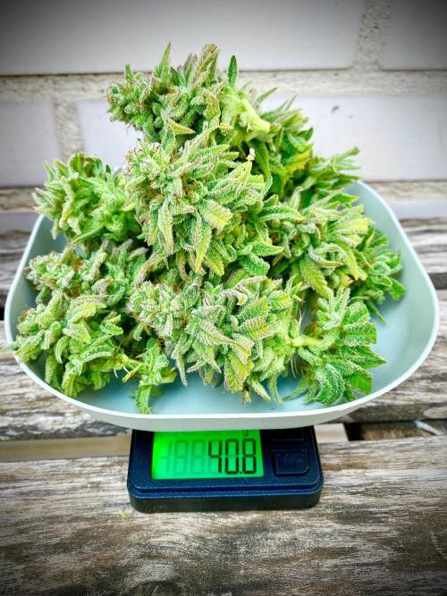 C R I T I C A L. Week 15 - 40,8 gr