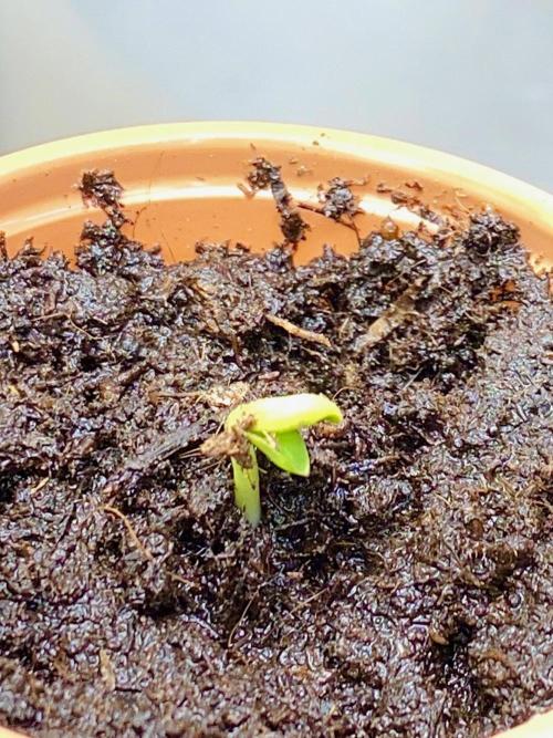 S O U R  S T O M P E R Auto. Week 1 - Day 1