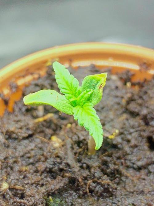 S O U R  S T O M P E R Auto. Week 1 - Day 4