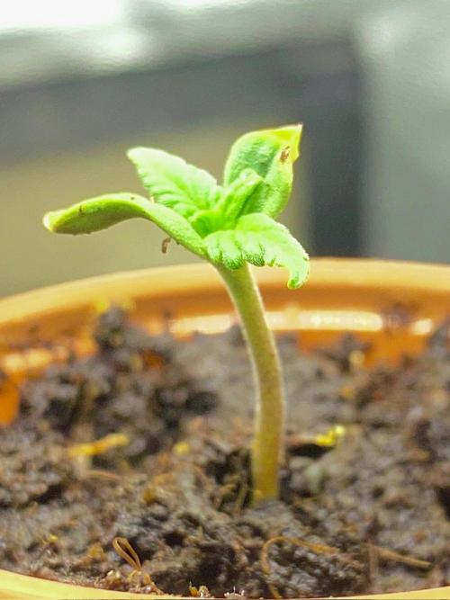 S O U R  S T O M P E R Auto. Week 1 - Day 4