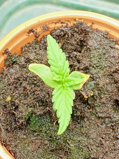 S O U R  S T O M P E R Auto. Week 1 - Day 5