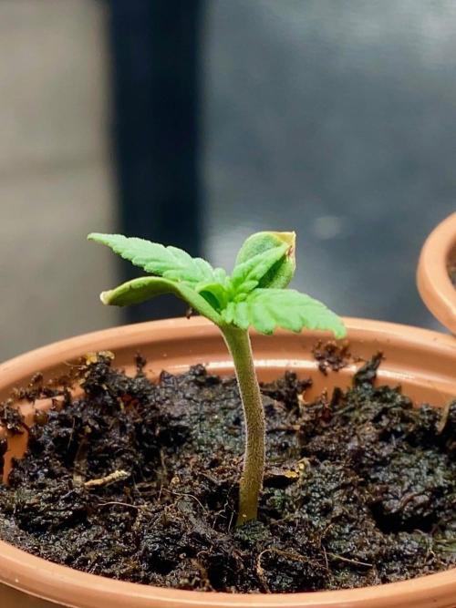 S O U R  S T O M P E R Auto. Week 1 - Day 5