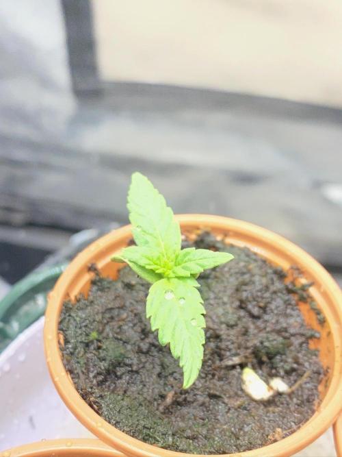 S O U R  S T O M P E R Auto. Week 1 - Day 6