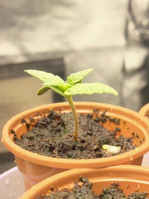 S O U R  S T O M P E R Auto. Week 1 - Day 6