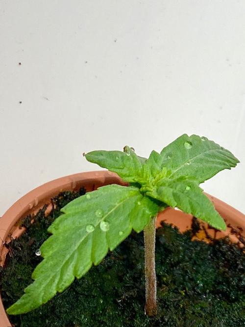 S O U R  S T O M P E R Auto. Week 1 - Day 7