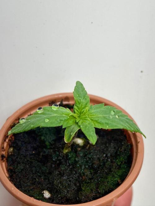S O U R  S T O M P E R Auto. Week 1 - Day 7