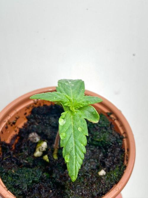 S O U R  S T O M P E R Auto. Week 1 - Day 7